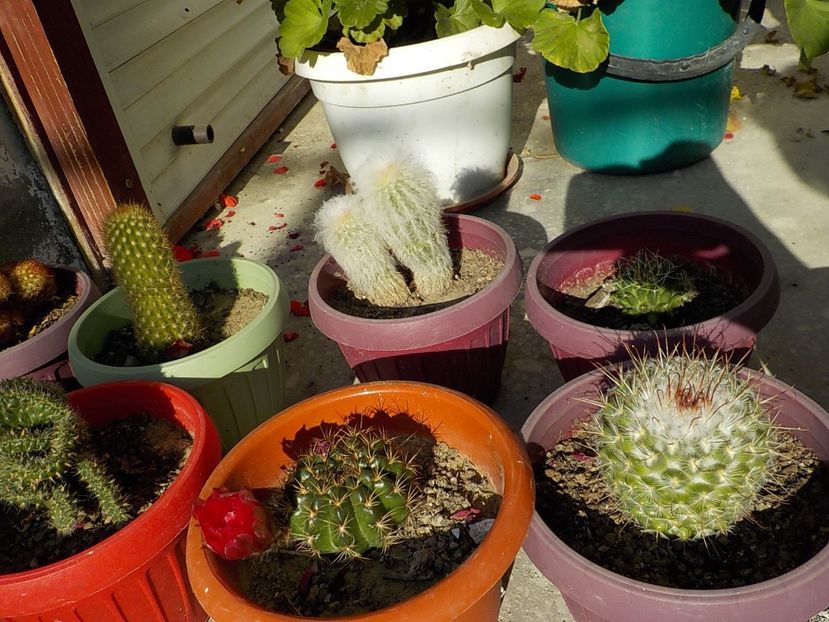  - CACTUSI si SUCULENTE