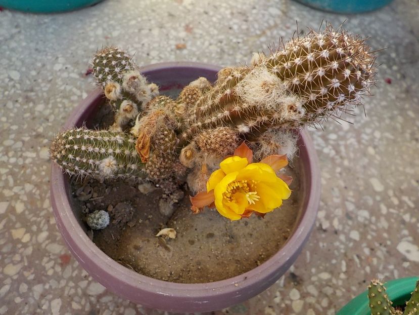  - chamacereus hibrid