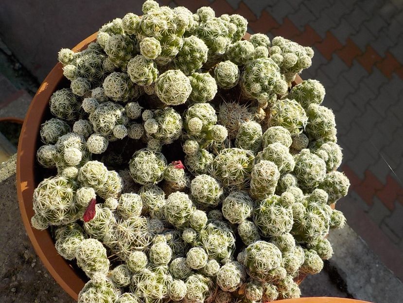  - mammillaria gracilis