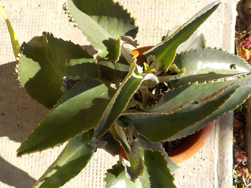  - kalanchoe daigremoniana