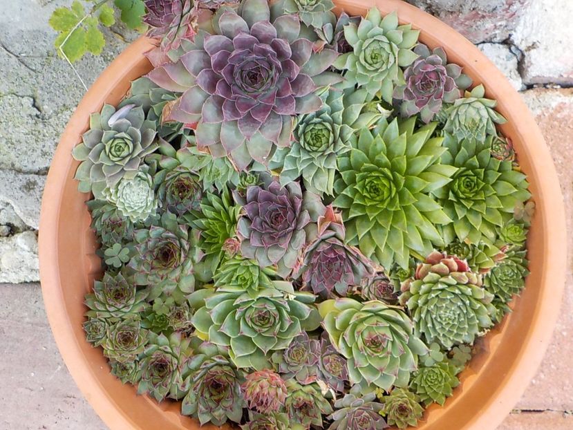  - Genul Sempervivum