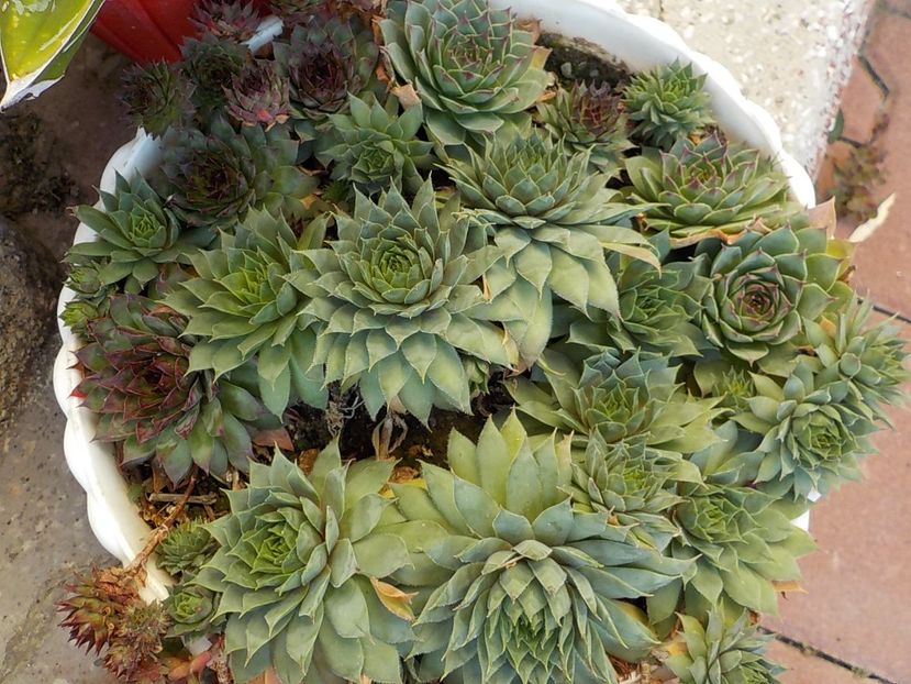  - Genul Sempervivum