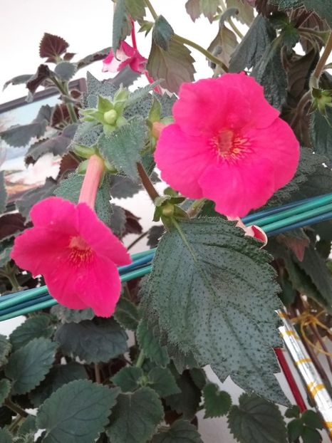  - DALE MARTENS IMPROVED