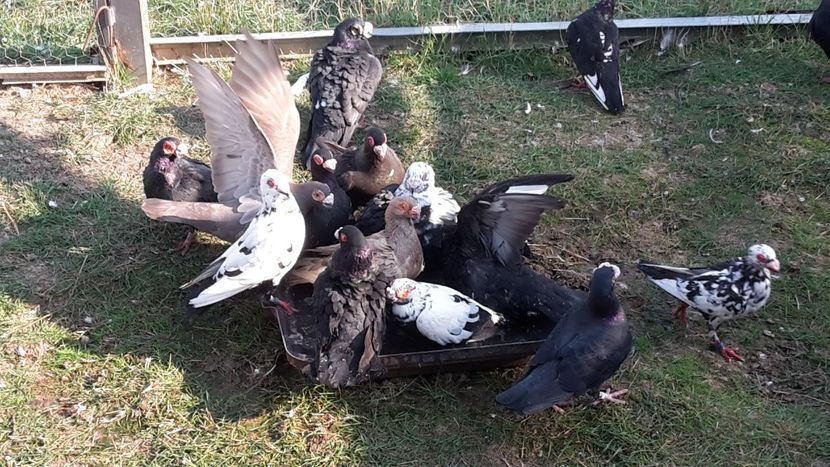  - 2019 Porumbei