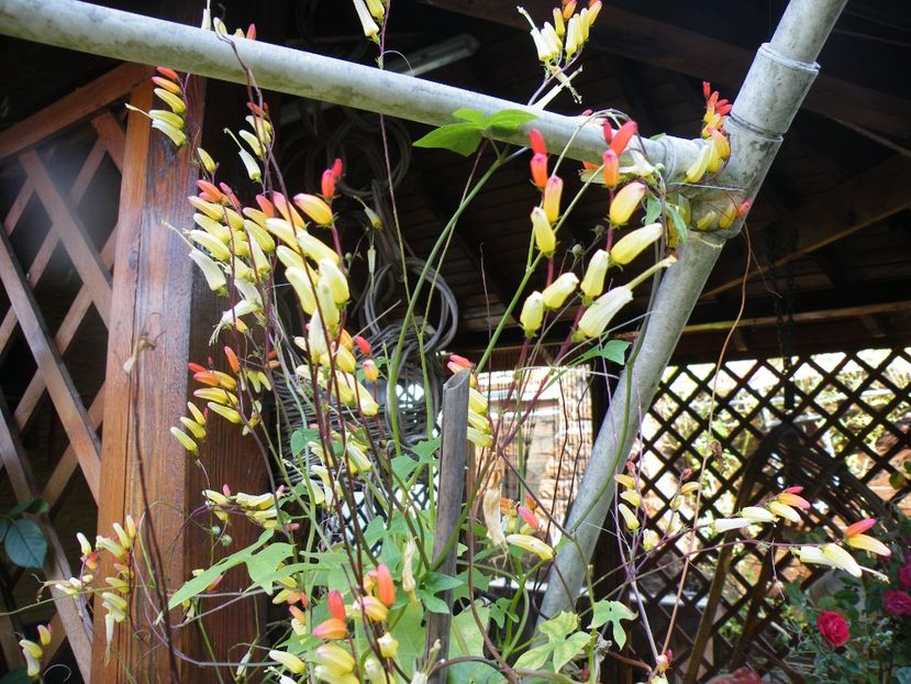mina lobata - 2019