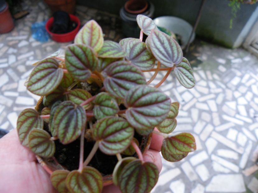 peperomia - 2019