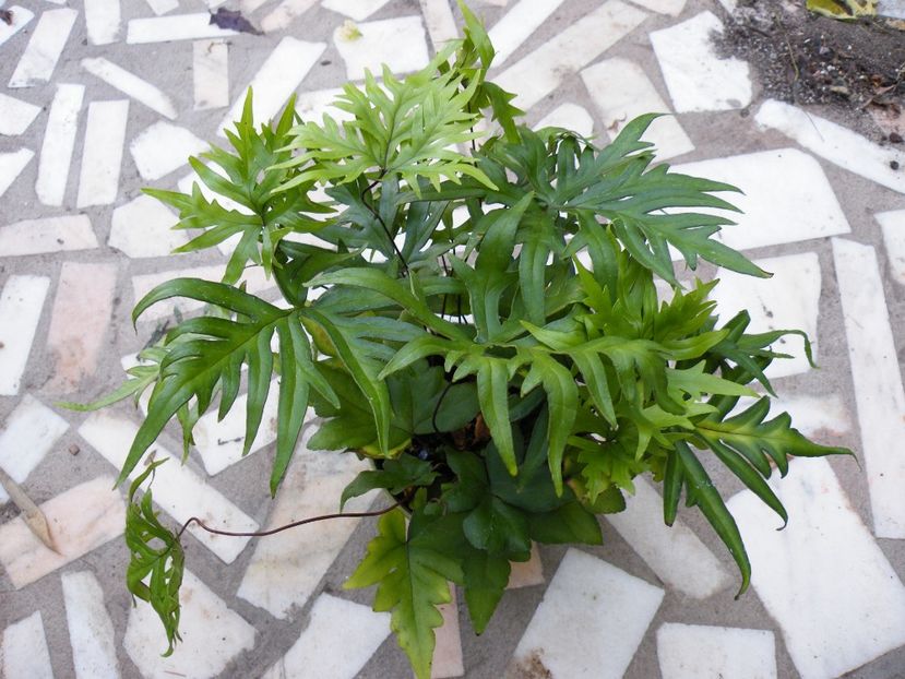 doryopteria pedata - 2019