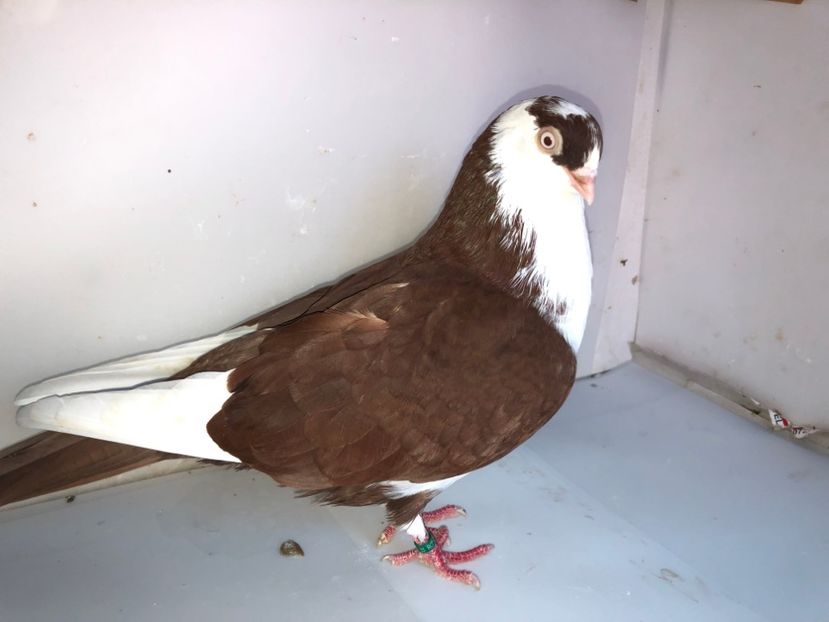 6829  mascul  2019 - 00001 porumbei dragi mie arhivă