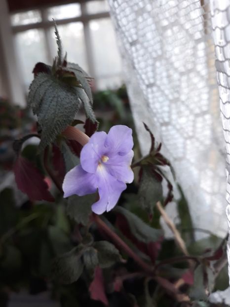  - Achimenes 2019