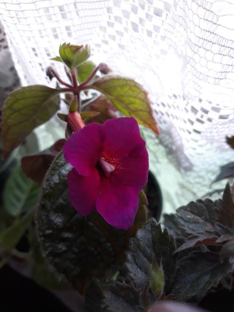  - Achimenes 2019