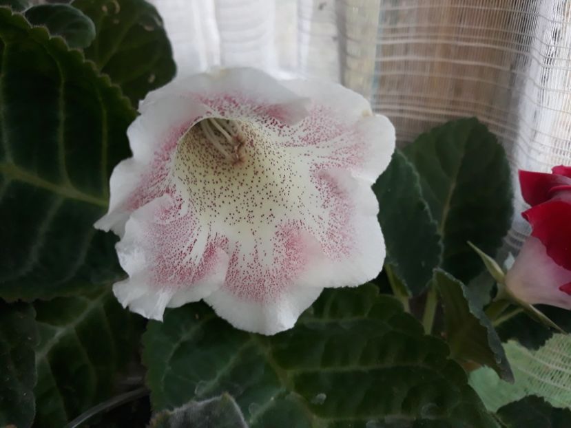  - Gloxinia din seminte