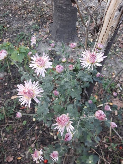  - Grădina 2019