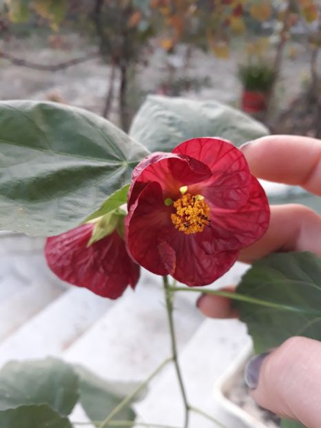  - Abutilon din seminte
