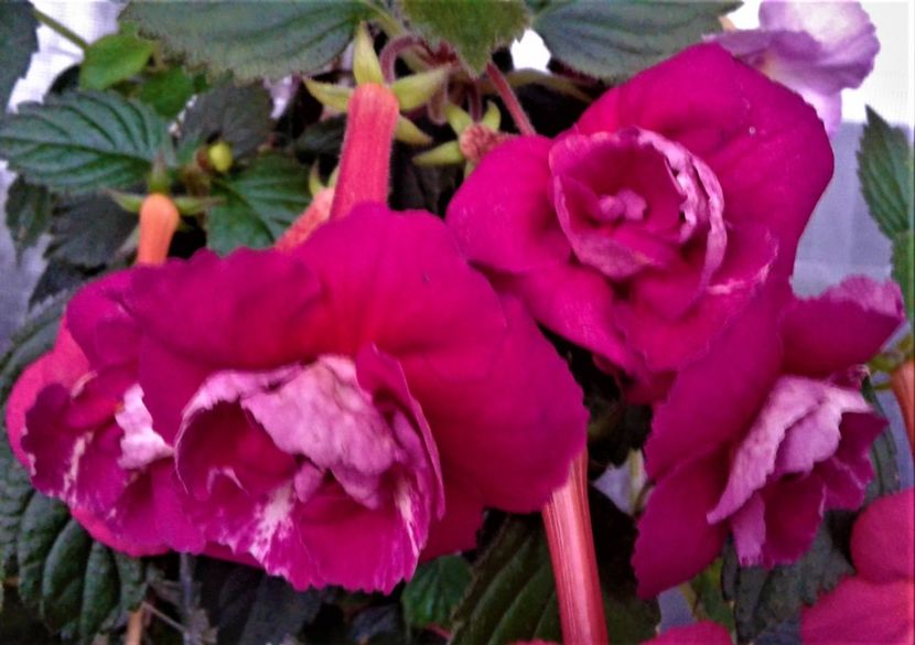  - achimenes 20 10 2044419 iem 1985