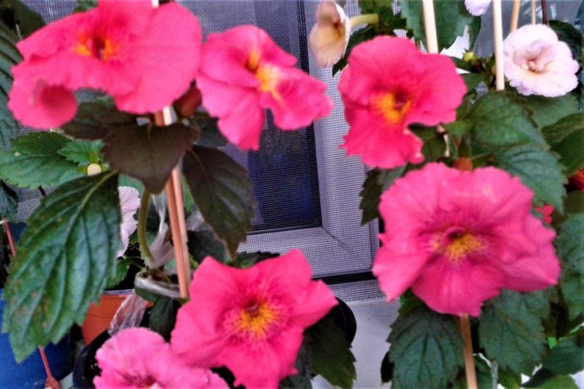  - achimenes 20 10 2044419 iem 1985