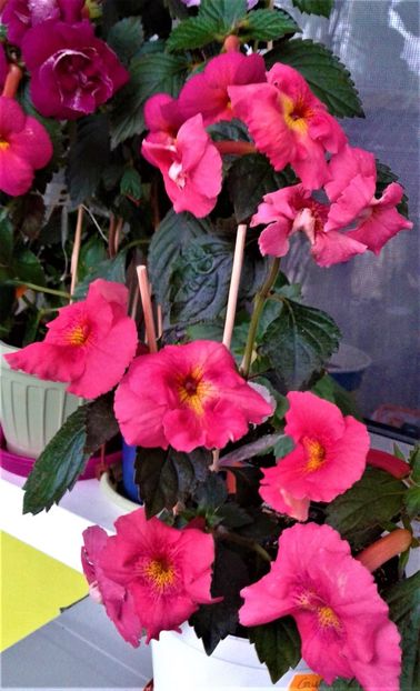  - achimenes 20 10 2044419 iem 1985