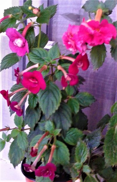  - achimenes 20 10 2044419 iem 1985