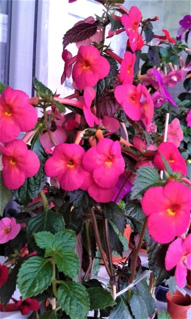  - achimenes 20 10 2044419 iem 1985