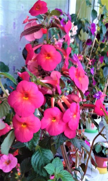  - achimenes 20 10 2044419 iem 1985