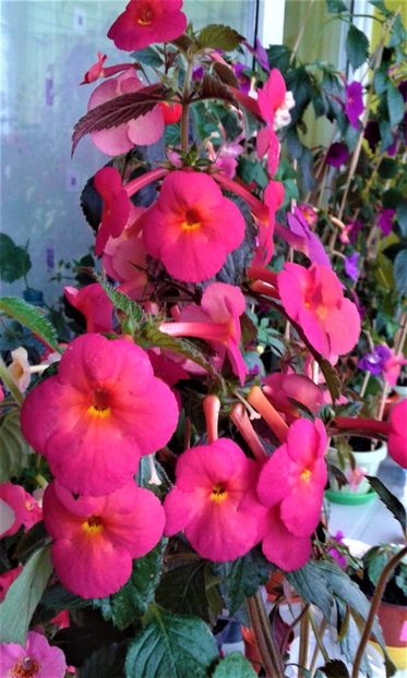  - achimenes 20 10 2044419 iem 1985