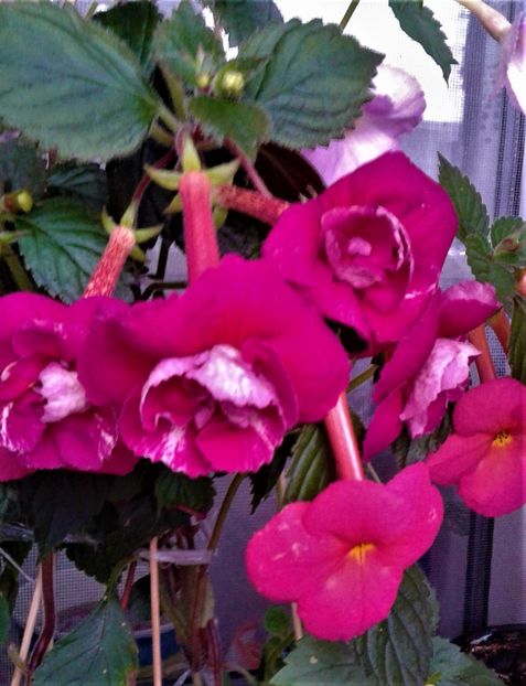  - achimenes 20 10 2044419 iem 1985