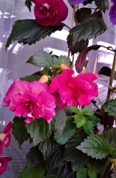  - achimenes 20 10 2044419 iem 1985