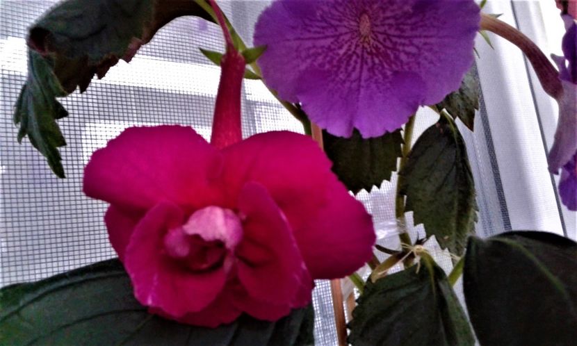  - achimenes 20 10 2044419 iem 1985