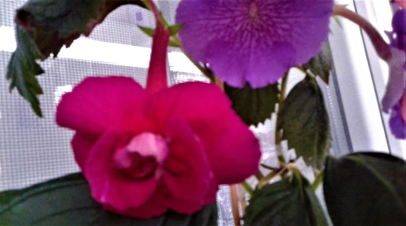  - achimenes 20 10 2044419 iem 1985