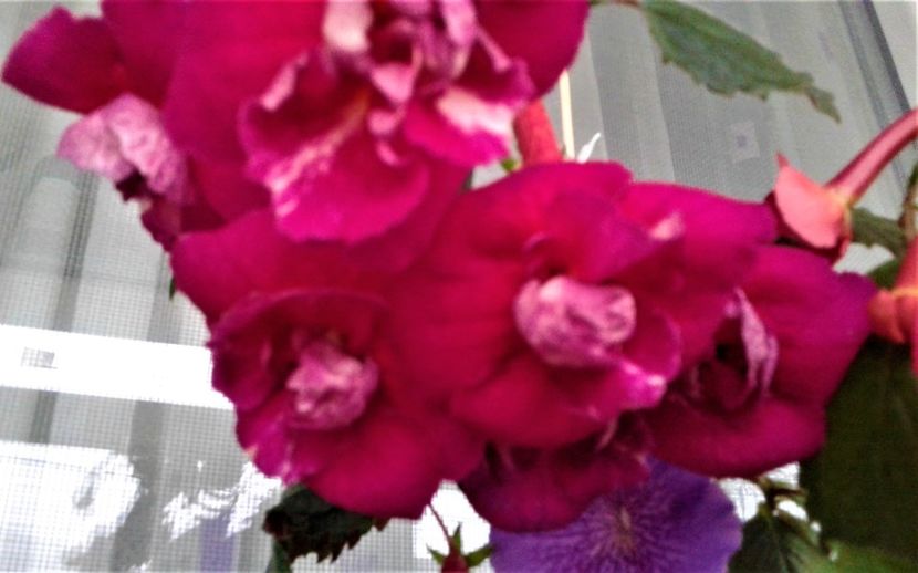  - achimenes 20 10 2044419 iem 1985