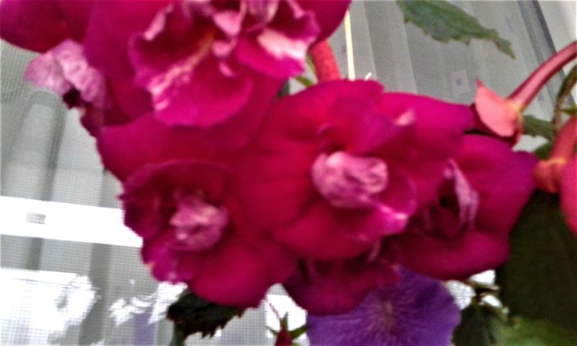  - achimenes 20 10 2044419 iem 1985