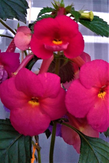  - achimenes 20 10 2044419 iem 1985