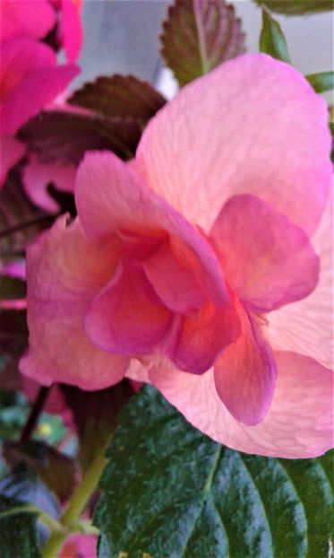  - achimenes 20 10 2044419 iem 1985