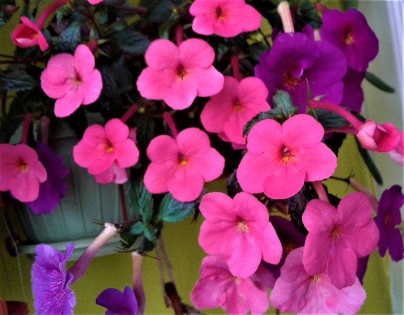  - achimenes 20 10 2044419 iem 1985