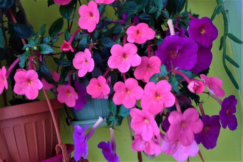  - achimenes 20 10 2044419 iem 1985