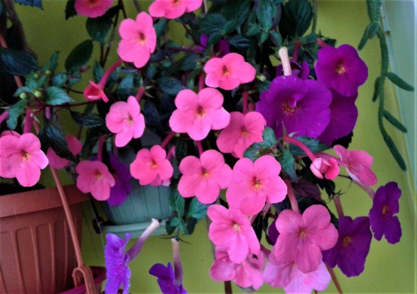  - achimenes 20 10 2044419 iem 1985