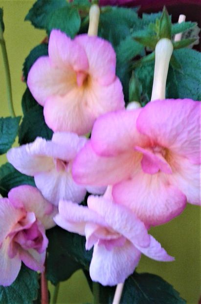  - achimenes 20 10 2044419 iem 1985