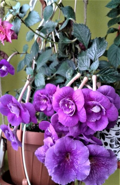  - achimenes 20 10 2044419 iem 1985