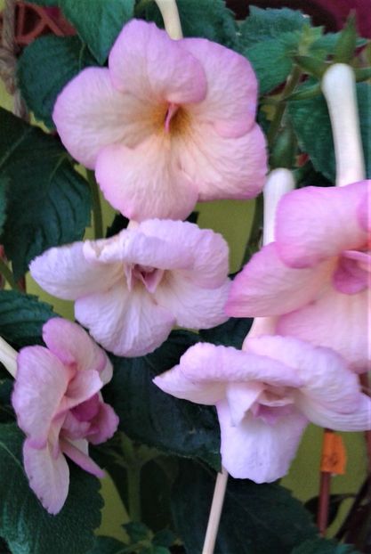  - achimenes 20 10 2044419 iem 1985