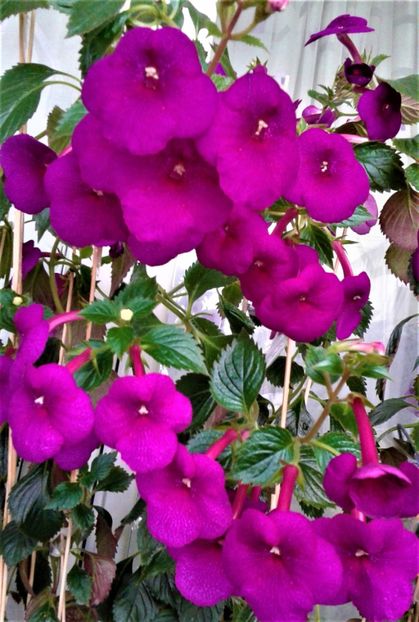  - achimenes 20 10 2044419 iem 1985