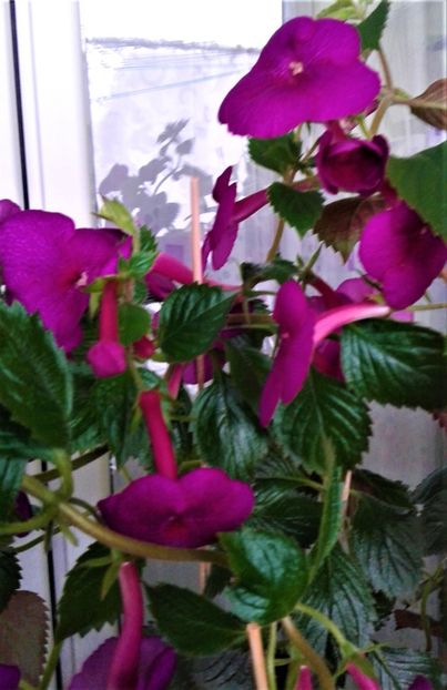  - achimenes 20 10 2044419 iem 1985