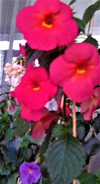  - achimenes 20 10 2044419 iem 1985