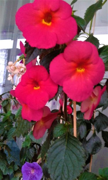  - achimenes 20 10 2044419 iem 1985