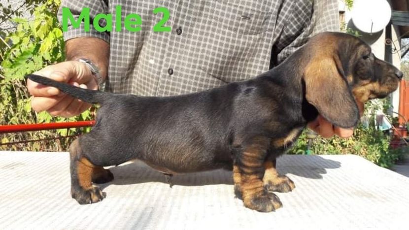  - litera G din BOCK si BLACKIE 2019