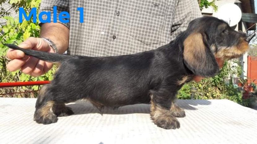  - litera G din BOCK si BLACKIE 2019