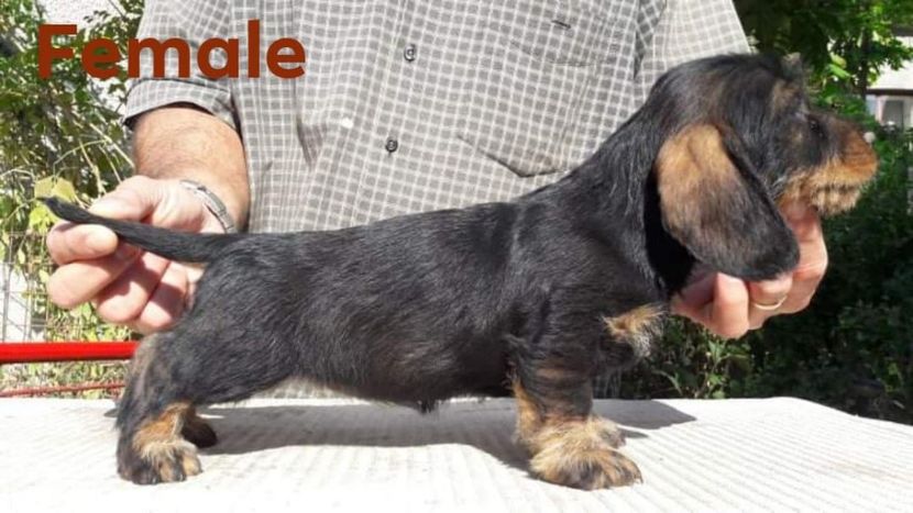  - litera G din BOCK si BLACKIE 2019