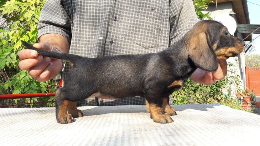  - litera G din BOCK si BLACKIE 2019