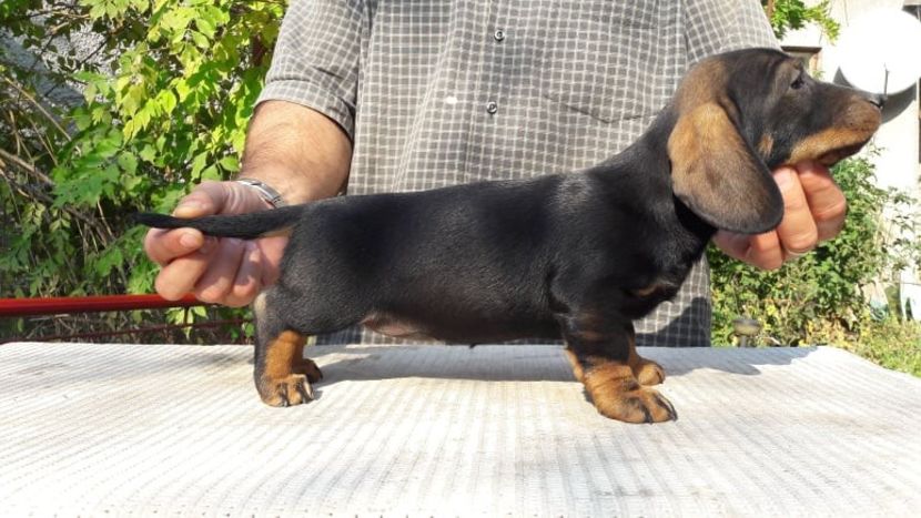  - litera G din BOCK si BLACKIE 2019