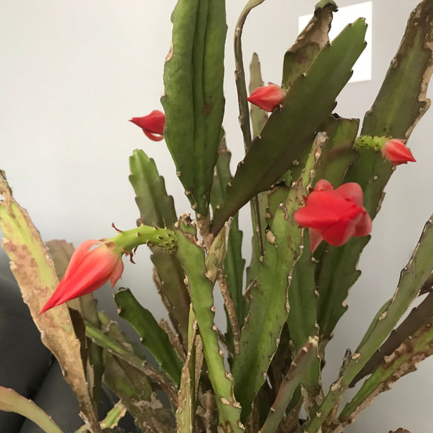  - Plante de interior 2019