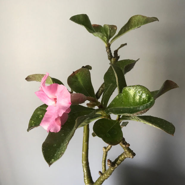  - Plante de interior 2019