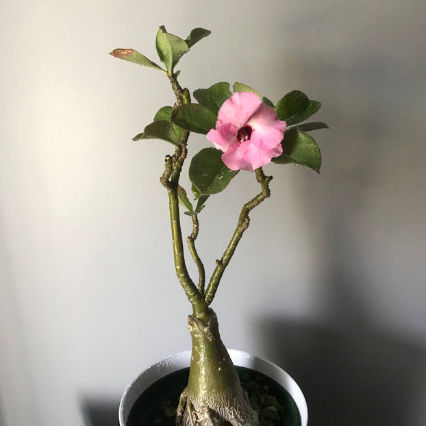  - Plante de interior 2019